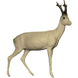 Reh (Capreolus capreolus)