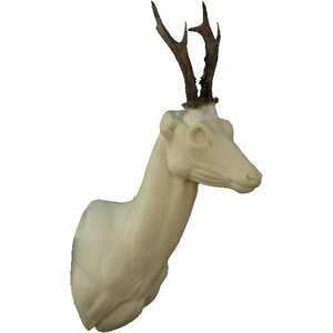 Reh (Capreolus capreolus)