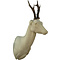 Ree (Capreolus capreolus)