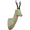 Ree (Capreolus capreolus)