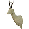 Ree (Capreolus capreolus)