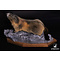 Alpenmarmot (Marmotta marmotta)