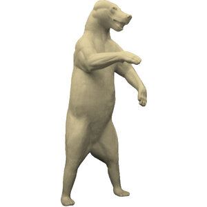 Braunbär (Ursus arctos)