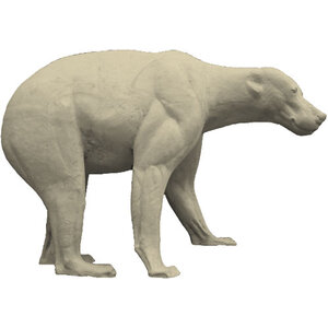 Brown bear (Ursus arctos)