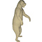 Brown bear (Ursus arctos)