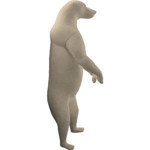 Brown bear (Ursus arctos)