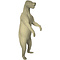Black bear (Ursus americanus)