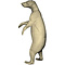 Black bear (Ursus americanus)