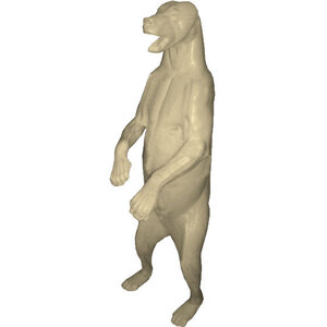 Braunbär (Ursus arctos)