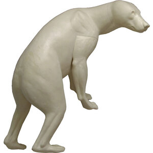 Brown bear (Ursus arctos)