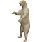 Polar bear (Ursus maritimus)