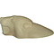 Polar bear (Ursus maritimus)