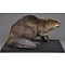 Beaver (Castor fiber)