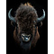 Bizon (Bison bison)