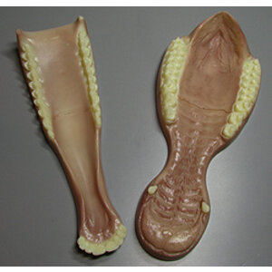 Rothirsch (Cervus Elaphus)