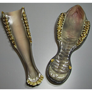 Rothirsch (Cervus Elaphus)