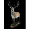 Red Deer (Cervus elaphus)