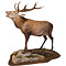 Red Deer (Cervus elaphus)