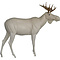 Moose (Alces alces)