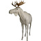 Moose (Alces alces)