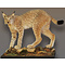 Lynx (Lynx lynx)