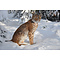 European lynx (Lynx lynx)