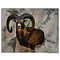Mouflon (Ovis musimon)