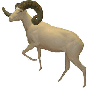 Argali (Ovis ammon)