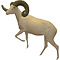 Argali (Ovis ammon)