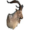 Barbary sheep (Ammotragus lervia)