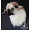 Domestic sheep (Ovis orientalis aries)