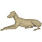 Wolf (Canis lupus)
