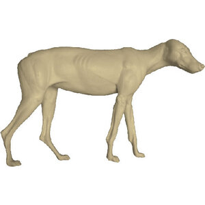 Wolf (Canis lupus)