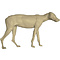 Wolf (Canis lupus)
