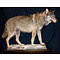 Wolf (Canis lupus)