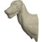Wolf (Canis lupus)