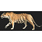 Tijger (Panthera tigris)