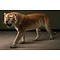 Tijger (Panthera tigris)