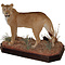 Tiger (Panthera tigris)