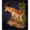 Iberische steenbok (Capra pyrenaica)