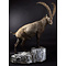 Alpensteenbok (Capra ibex)