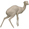 Dik-dik (Madoqua ssp)