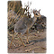 Dik-dik (Madoqua ssp)