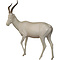 Blesbok (Damaliscus pygargus)