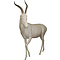 Blesbok (Damaliscus pygargus)