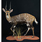 Bushbuck (Tragelaphus scriptus)
