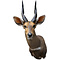 Bushbuck (Tragelaphus scriptus)