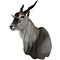Elandantelope (Taurotragus oryx)