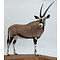 Oryxantilope (Oryx gazella)