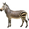 Hartmann's mountain zebra (Equus zebra hartmannae)